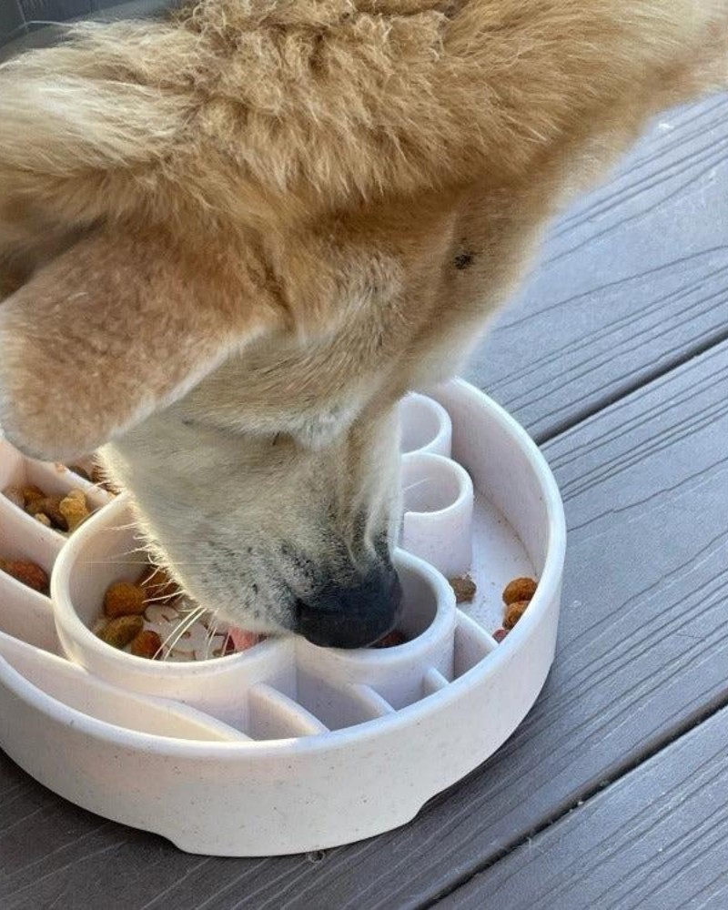 Java Slow Feeder Dog Bowl (Made in the USA) Eat SODA PUP   