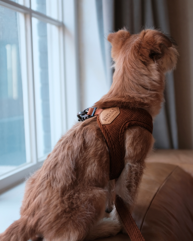 Corduroy Buckle Up Easy Dog Harness in Caramel Walk CHARLIE'S BACKYARD