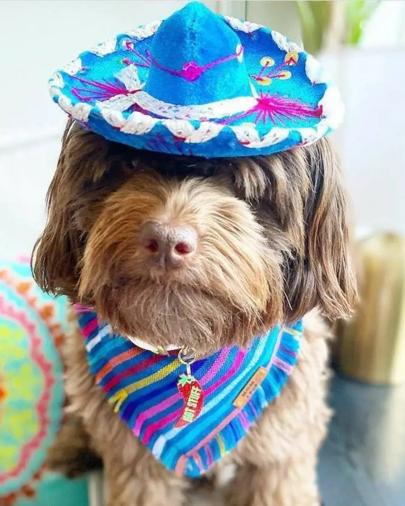 Mariachi Hat for Dogs & Cat Wear MOM AND PUP CO.