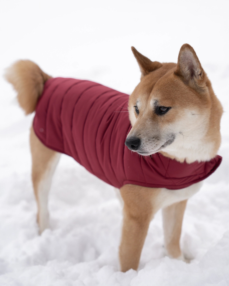 Reversible Puffer Dog Jacket in Burgundy Wear KNOTTY PETS