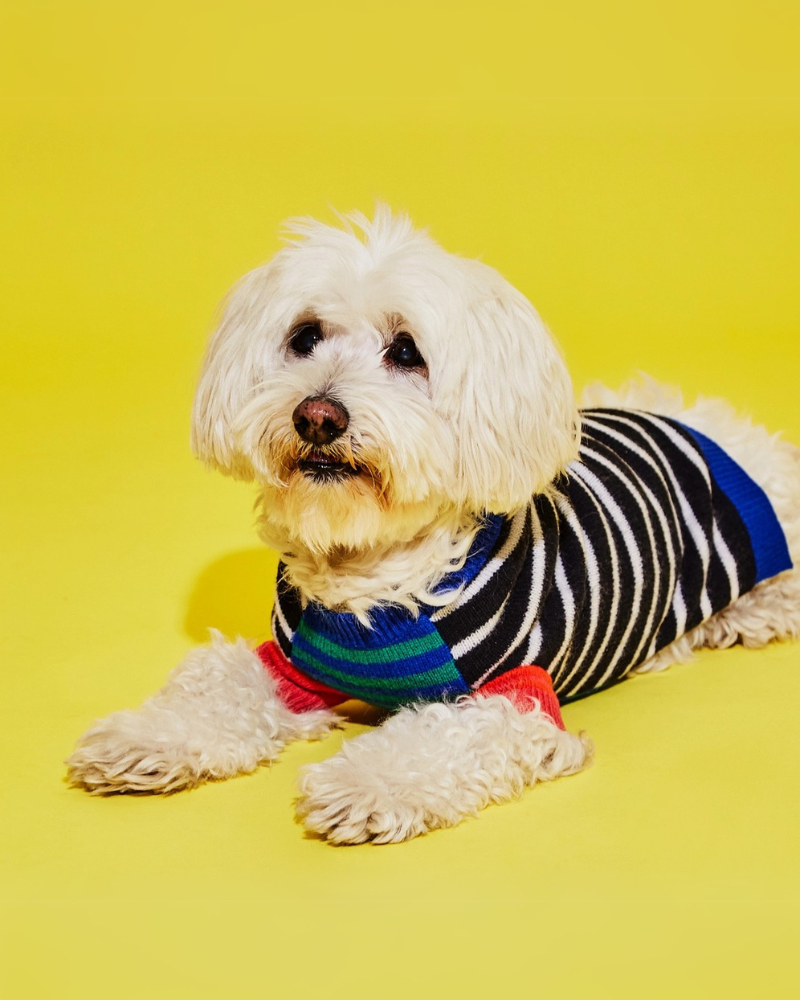 Merino Wool Mixed Up Stripes Dog Sweater Wear WARE OF THE DOG