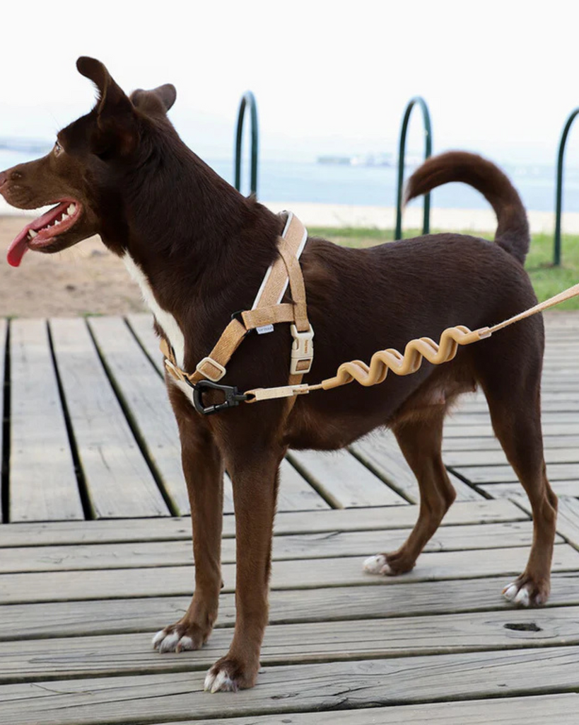 SofterWalk No-Pull Dog Harness in Dune WALK ZEE.DOG