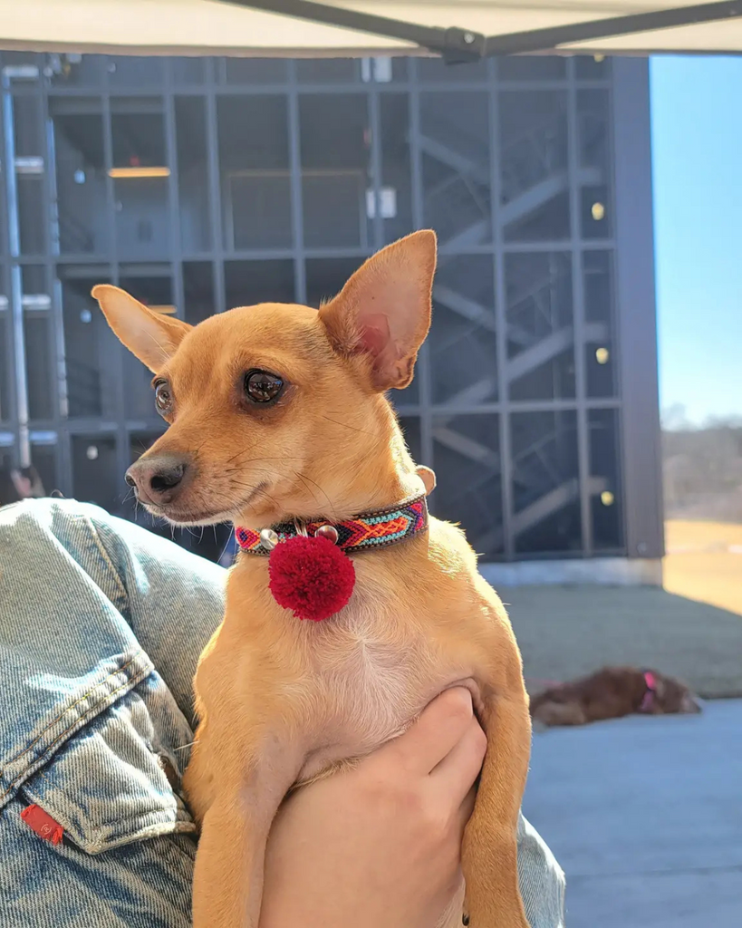 Mexican Boho Inspired Leather Pet Collars WALK MOM AND PUP CO.