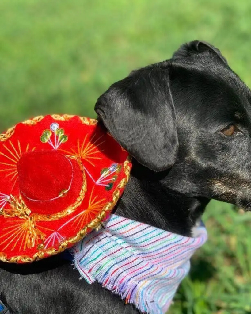 Mariachi Hat for Dogs & Cat Wear MOM AND PUP CO.