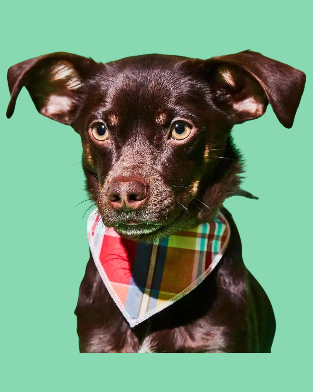 DOG & CO. | Quality Pet Products, In-Store & Online