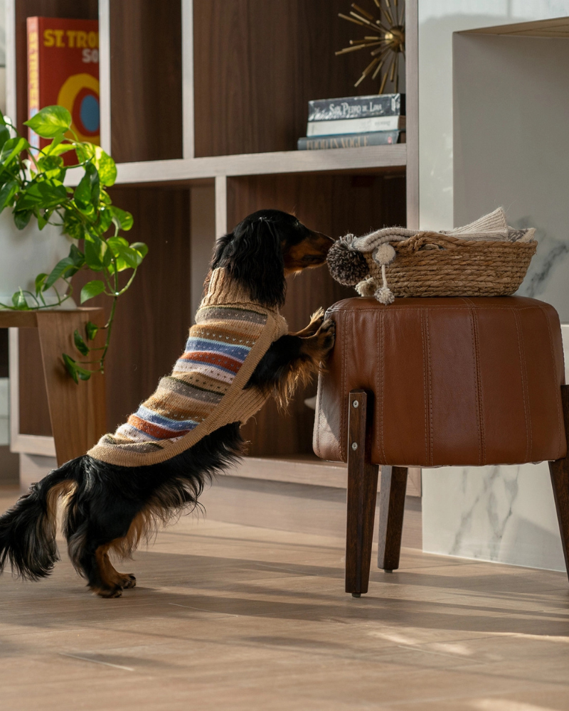 Earthy Stripes Alpaca Dog Sweater Wear ALQO WASI   