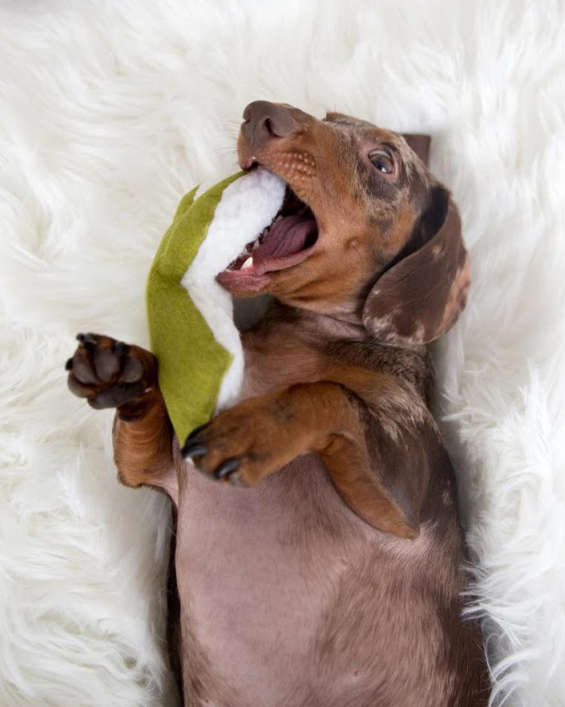 Cactus Dog Toy w/ Calming Leaf Mint Toys MODERN BEAST   