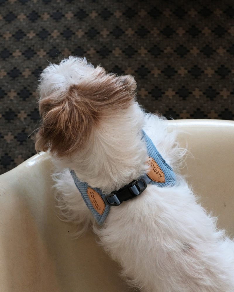 "Roy" Corduroy Buckle Up Easy Dog Harness in Baby Blue Walk CHARLIE'S BACKYARD