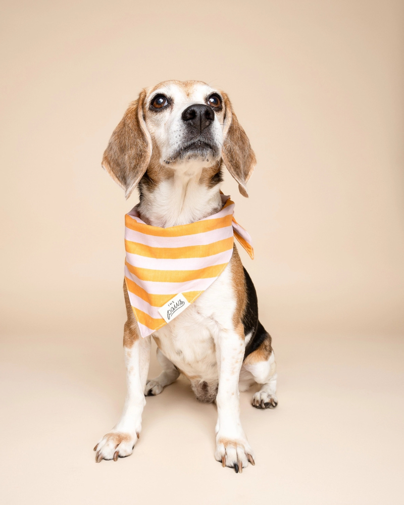 Nusa Striped Dog Bandana Wear THE PAWS