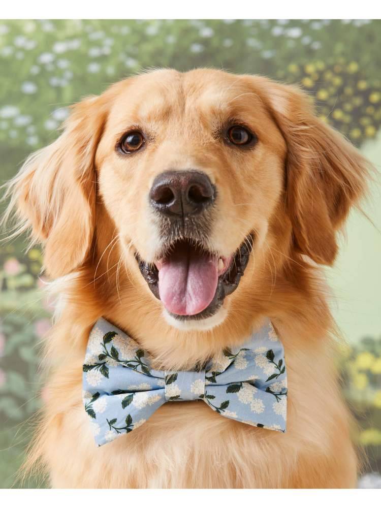 Rifle Paper Co. X TFD Hydrangea Dog Bow Tie (Made in the USA) Wear THE FOGGY DOG