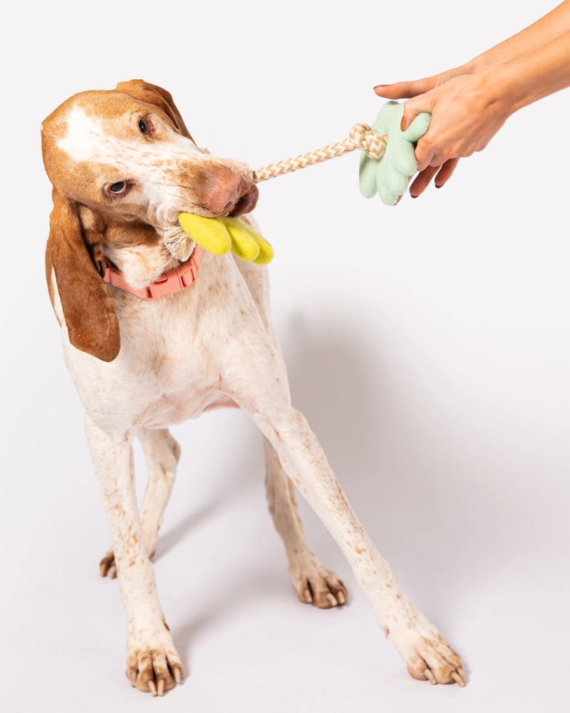 Turtle Doves Felt & Rope Dog Tug Toy PLAY AWOO