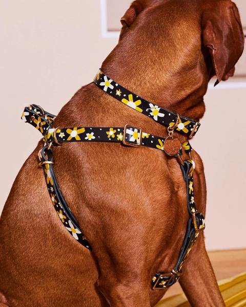 Pitbulls and parolees store harness