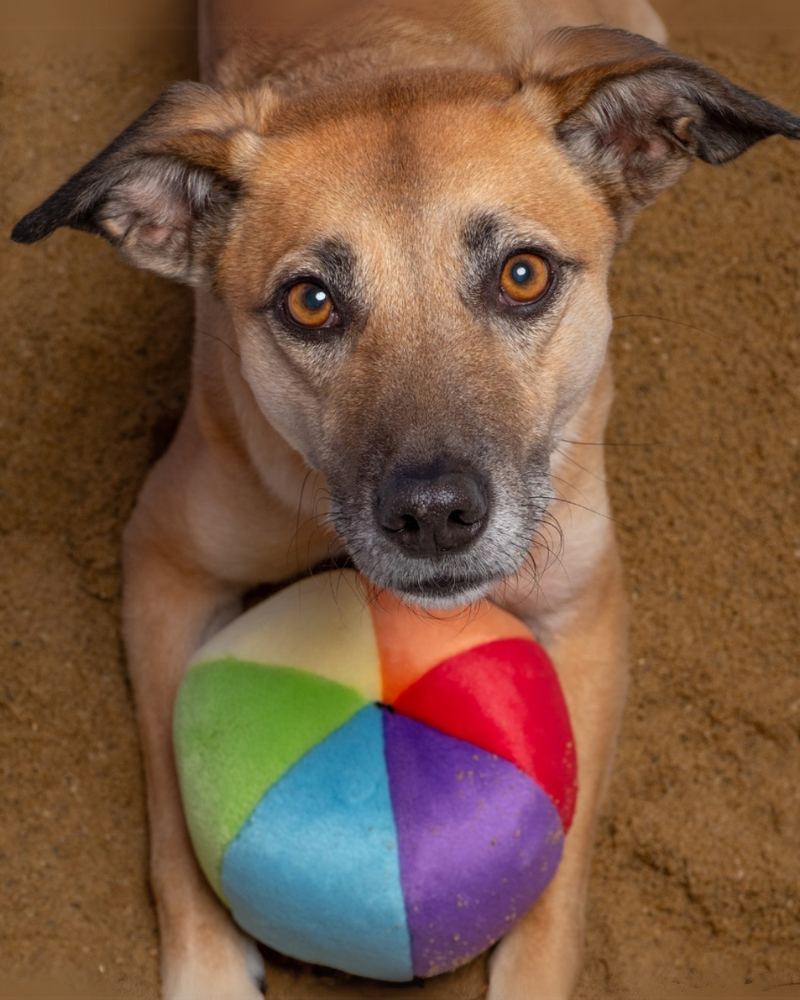 Mini Beach Ball Plush Squeaky Dog Toy (5.5") Play FLUFF & TUFF