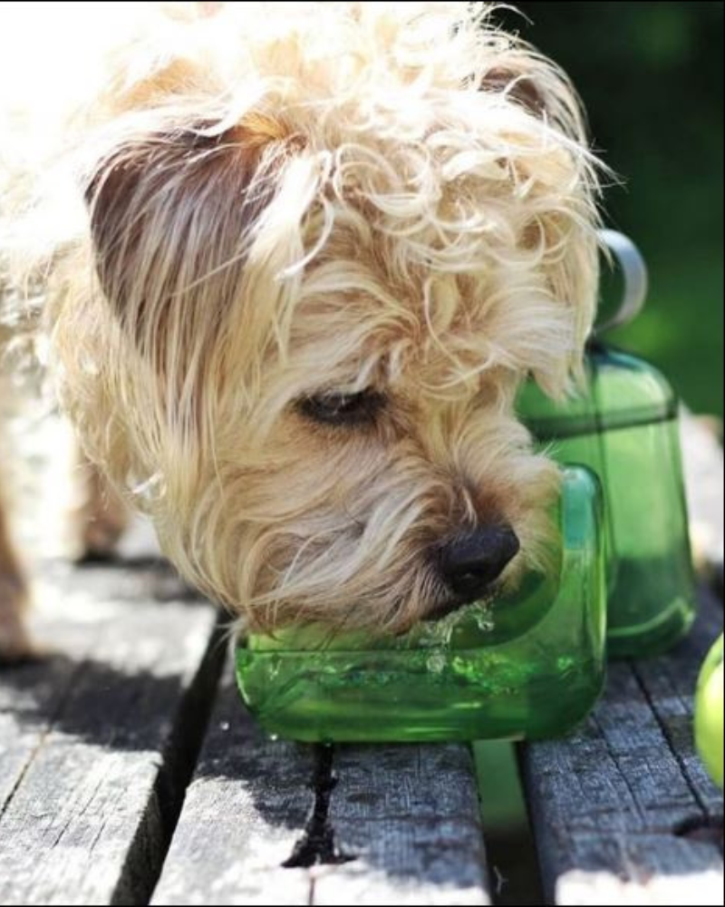 OllyBottle Human + Dog Water Bottle Eat OLLYDOG