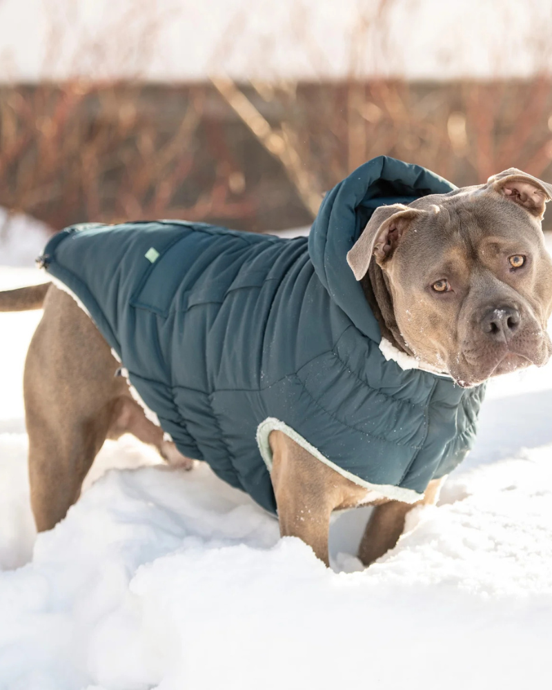 Arctic Dog Parka in Wintergreen Wear GF PET   