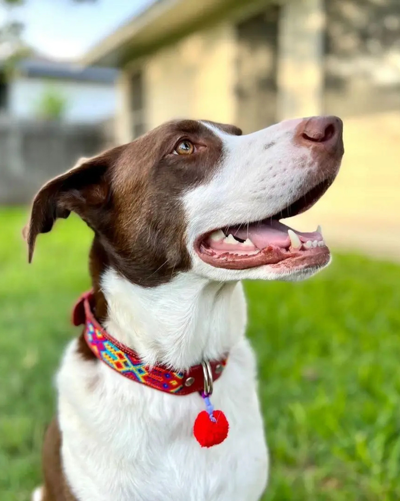 Mexican Boho Inspired Leather Pet Collars WALK MOM AND PUP CO.