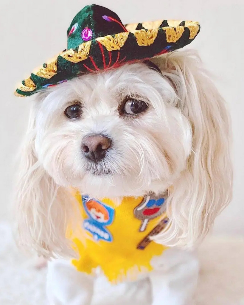 Mariachi Hat for Dogs & Cat Wear MOM AND PUP CO.