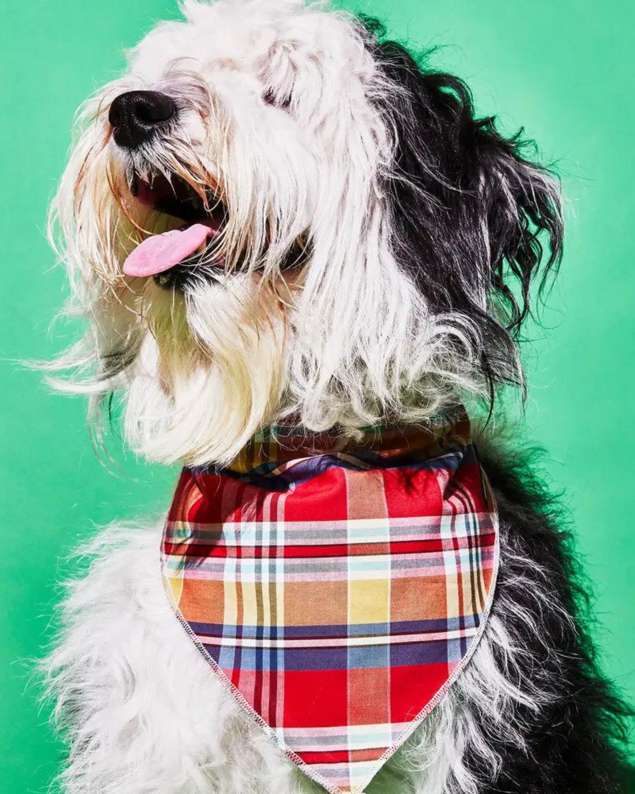 DOG & CO. | Quality Pet Products, In-Store & Online