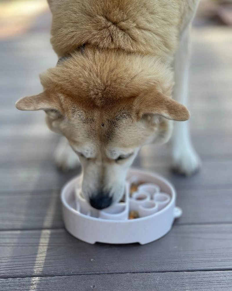 Java Slow Feeder Dog Bowl (Made in the USA) Eat SODA PUP   