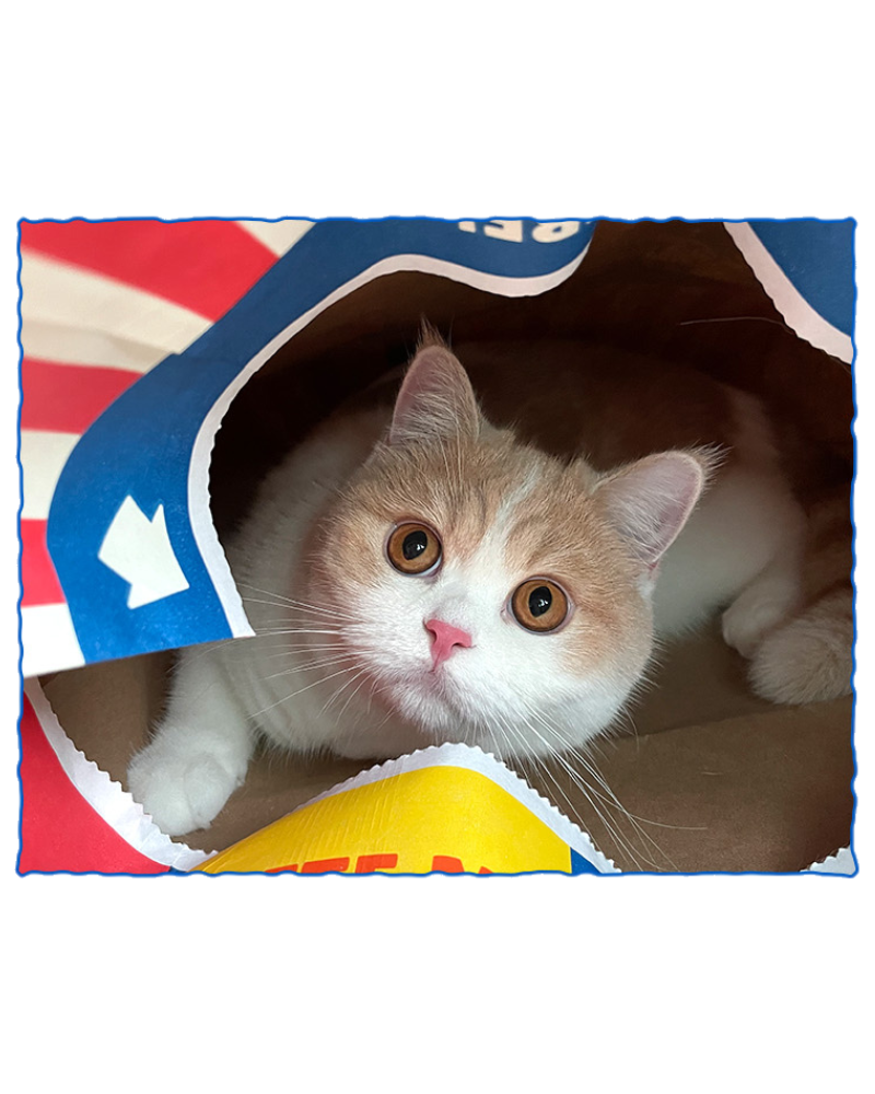 Popcorn Paper Bag Cat Cave Toy CAT BITE ME   