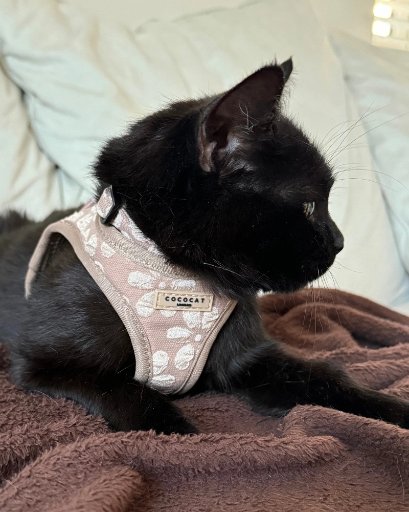 Mocha Flower Padded Cat Harness WALK COCOPUP LONDON