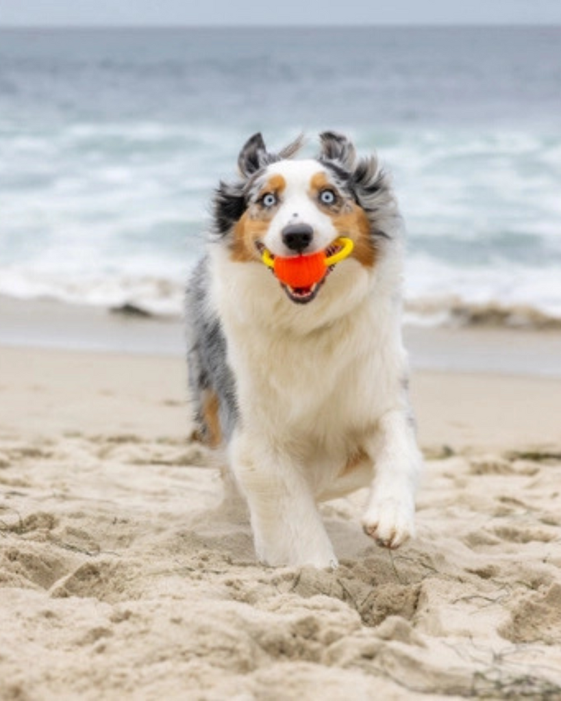 Looped Balls Tug & Fetch Rubber Dog Toys in Green & Blue (Made in the USA) PLAY PROJECT HIVE PET COMPANY