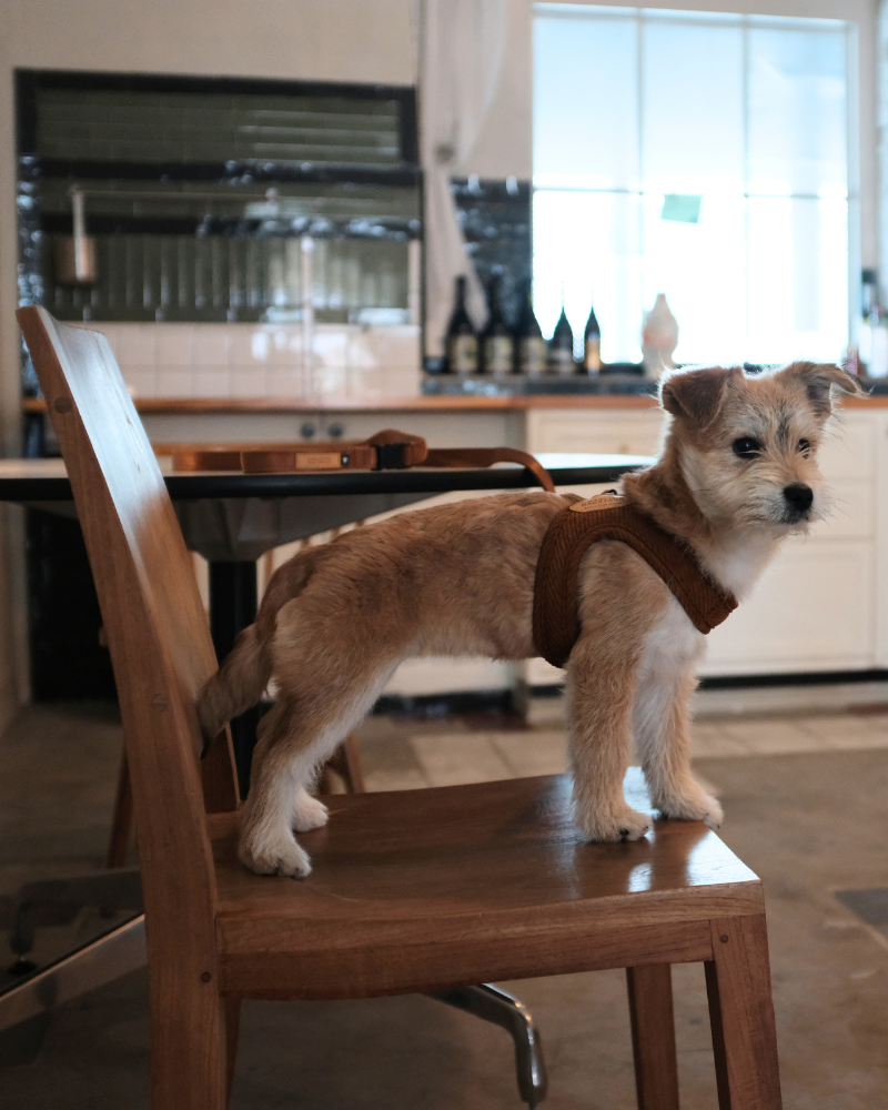 "Roy" Corduroy Buckle Up Easy Dog Harness in Tan Walk CHARLIE'S BACKYARD