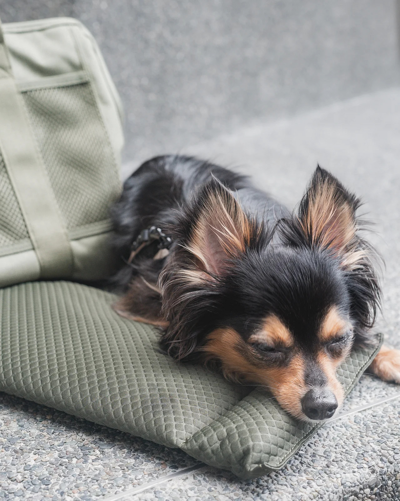 Subway Pet Carrier in Fern CARRY LAMBWOLF COLLECTIVE