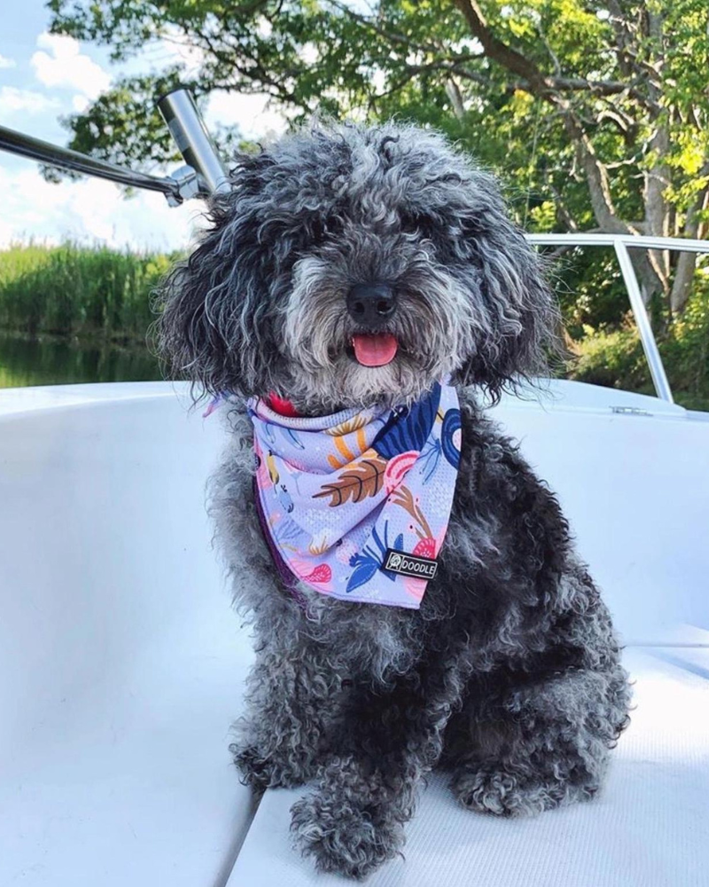 Cooling Dog Bandana in Bloom (FINAL SALE) (SUM24LO) Wear DOODLE PET DESIGN   