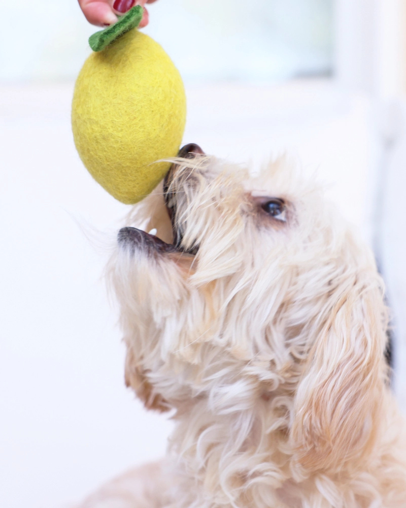 Wool Lemon Dog Toy Play MODERN BEAST