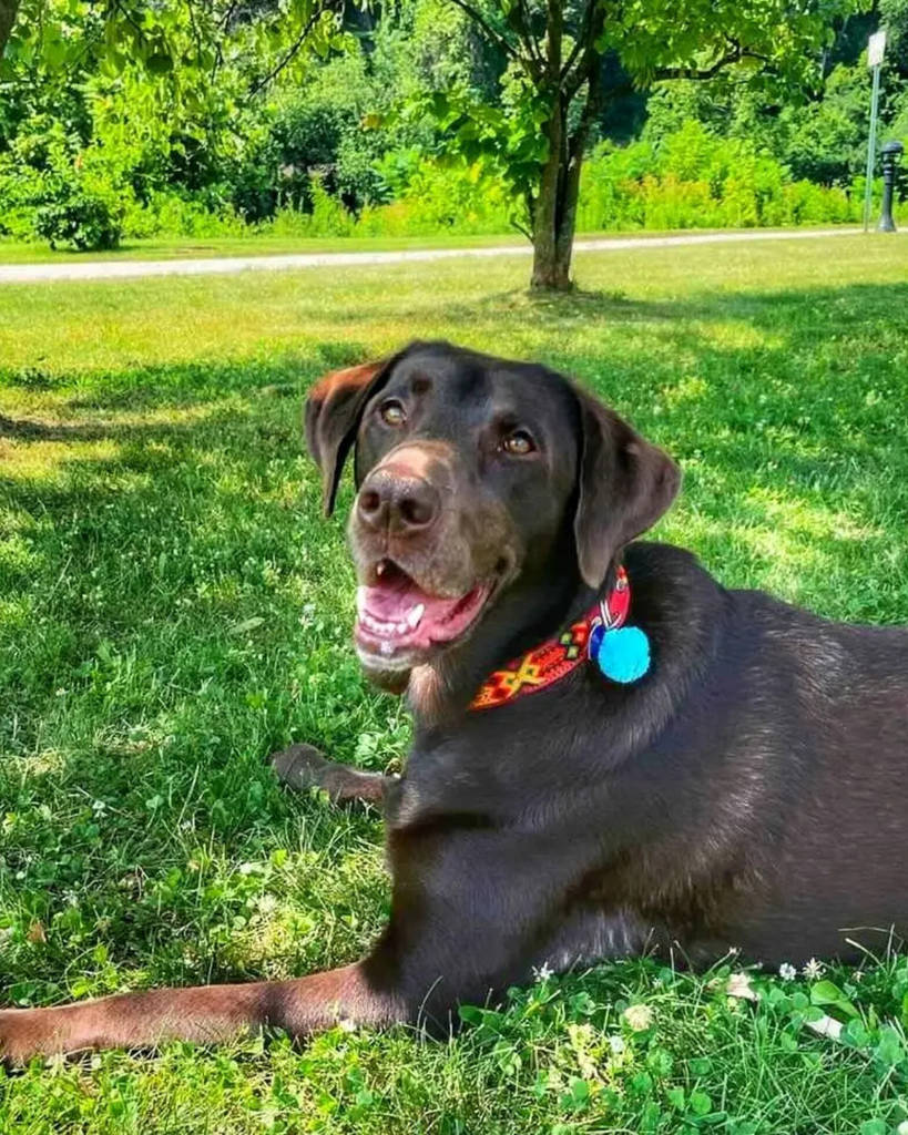 Mexican Boho Inspired Leather Pet Collars WALK MOM AND PUP CO.