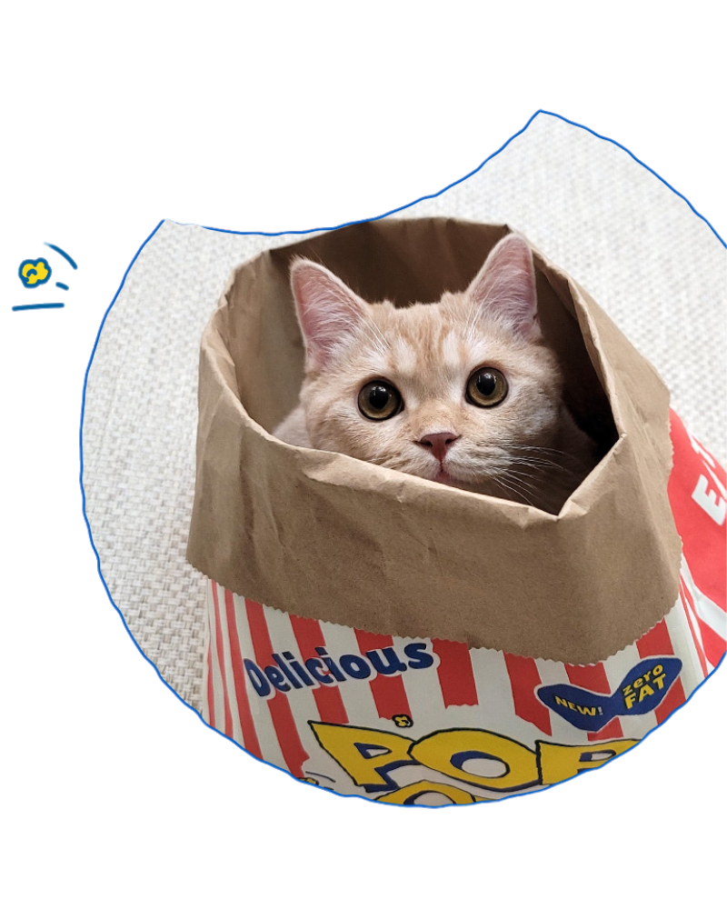 Popcorn Paper Bag Cat Cave Toy CAT BITE ME   