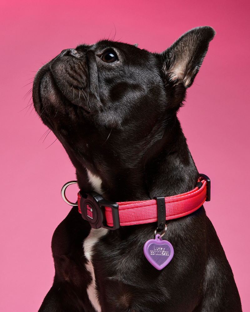 Hushtag Pink Aluminum Heart Custom Pet ID Tag Wear MY FAMILY