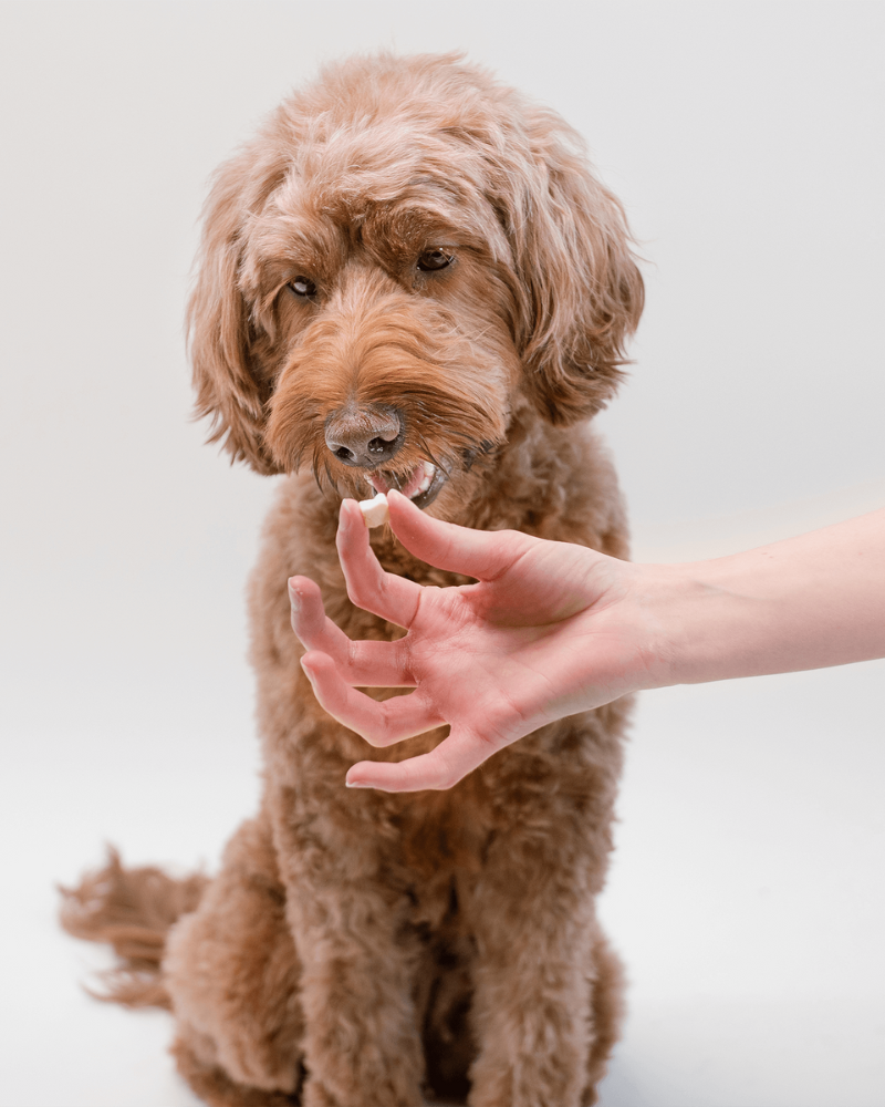 Gouda Cheese Crunchies Training Dog Treats Eat PUPFORD   