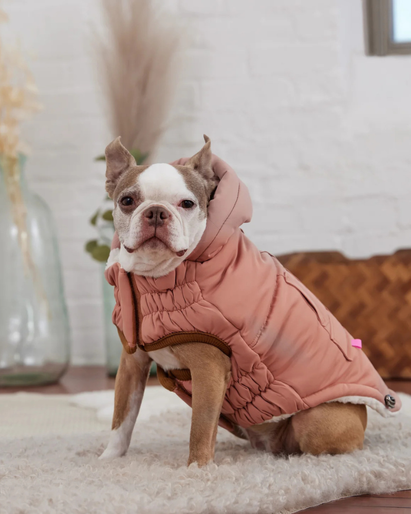 Arctic Dog Parka in Clay Wear GF PET   