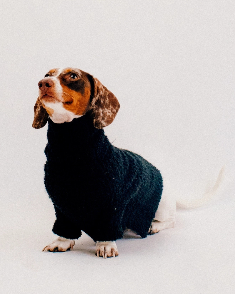 Boucle Dog Sweater in Black Wear DOGPARK