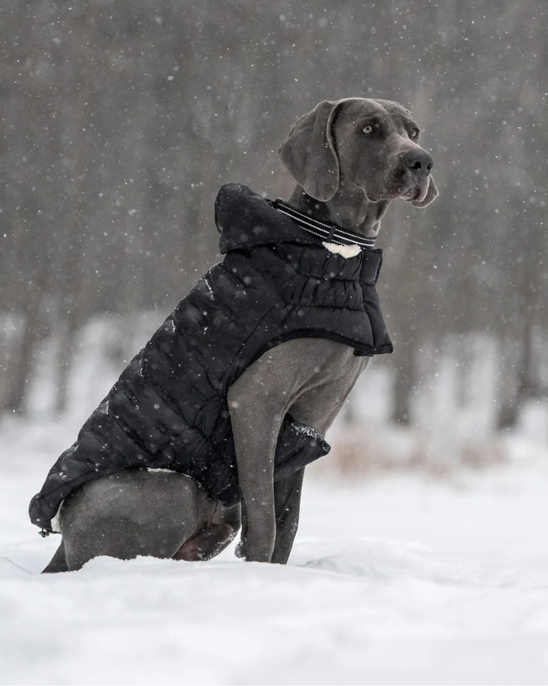 Cloud Puffer Parka for Dogs in Black Wear GF PET