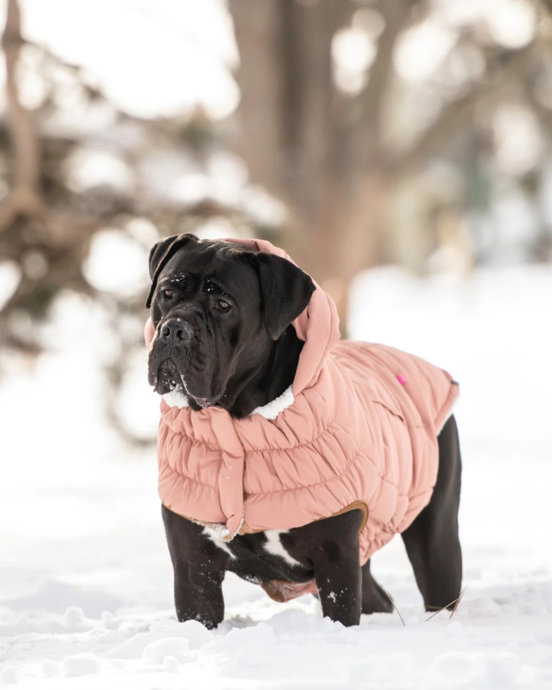 Arctic Dog Parka in Clay Wear GF PET   