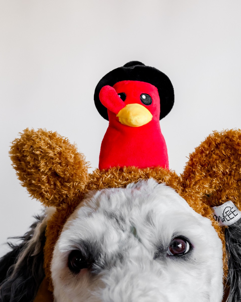 Mr Turkey Thankgiving Headband for Dogs Wear MIDLEE   