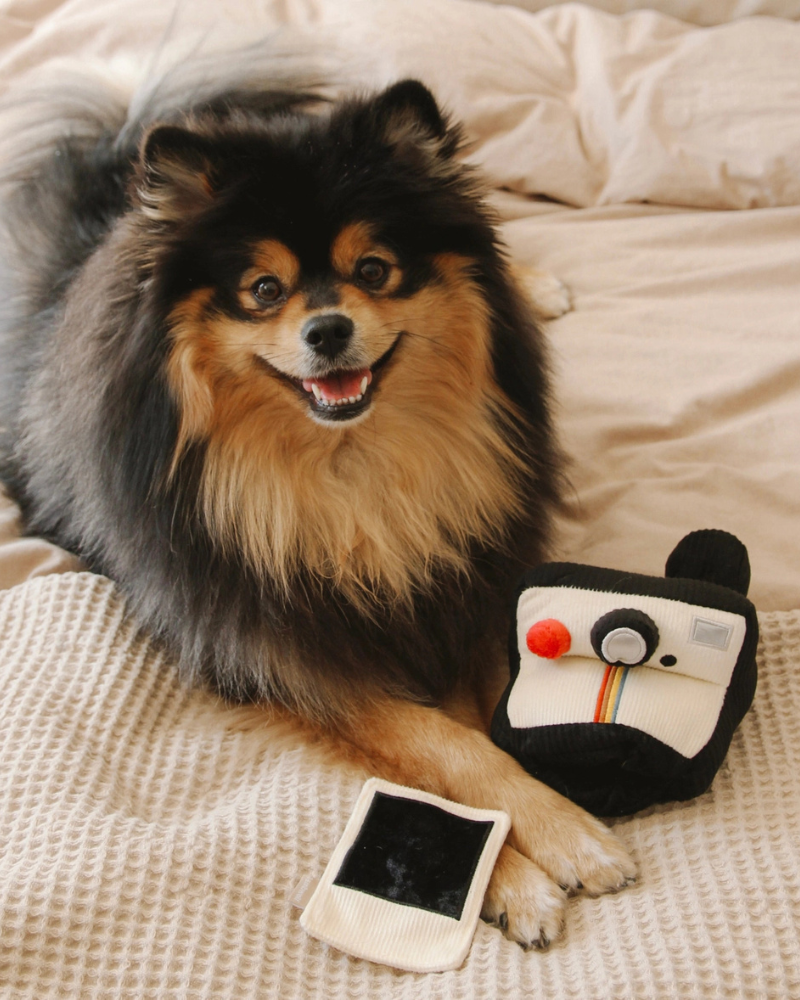 Instant Camera Enrichment Dog Toy Play LAMBWOLF COLLECTIVE