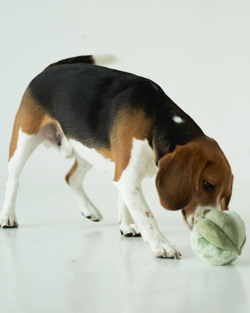 Toto Silent Interactive Snuffle Ball PLAY LAMBWOLF COLLECTIVE