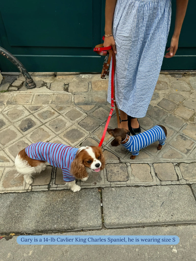 Student Loan Dog Shirt Wear LITTLE BEAST   