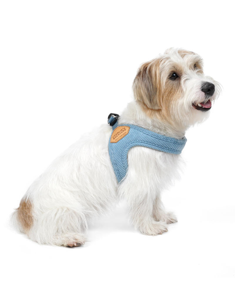 "Roy" Corduroy Buckle Up Easy Dog Harness in Baby Blue Walk CHARLIE'S BACKYARD