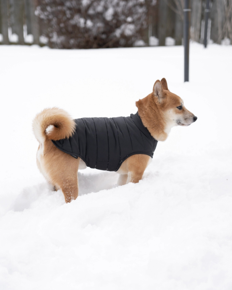 Reversible Puffer Dog Jacket in Black Wear KNOTTY PETS