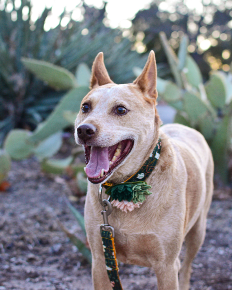 Agave Succulent Dog Collar Flower (Made in the USA) (FINAL SALE) Wear MIMI GREEN