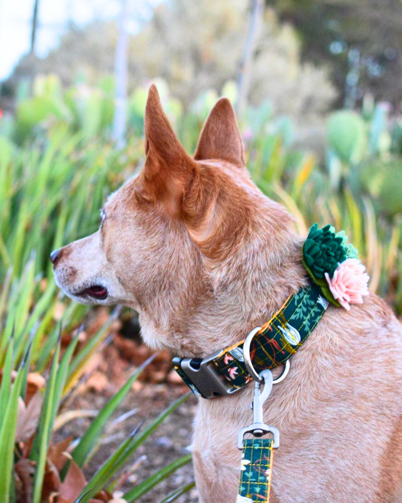 Agave Succulent Dog Collar Flower (Made in the USA) Wear MIMI GREEN   