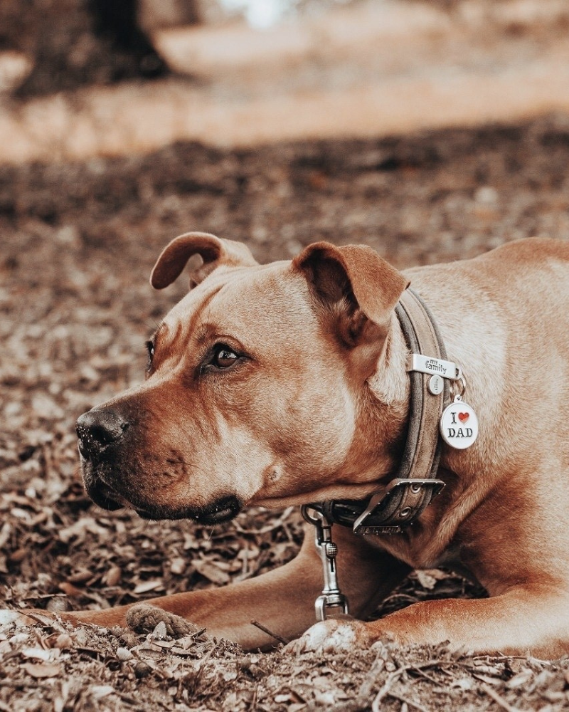 I Love Dad Custom Circle Pet ID Tag Wear MY FAMILY