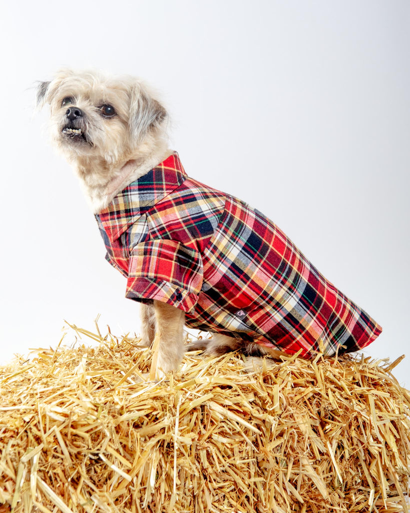 Flannel Button Down Shirt in Red Wear DOGO   