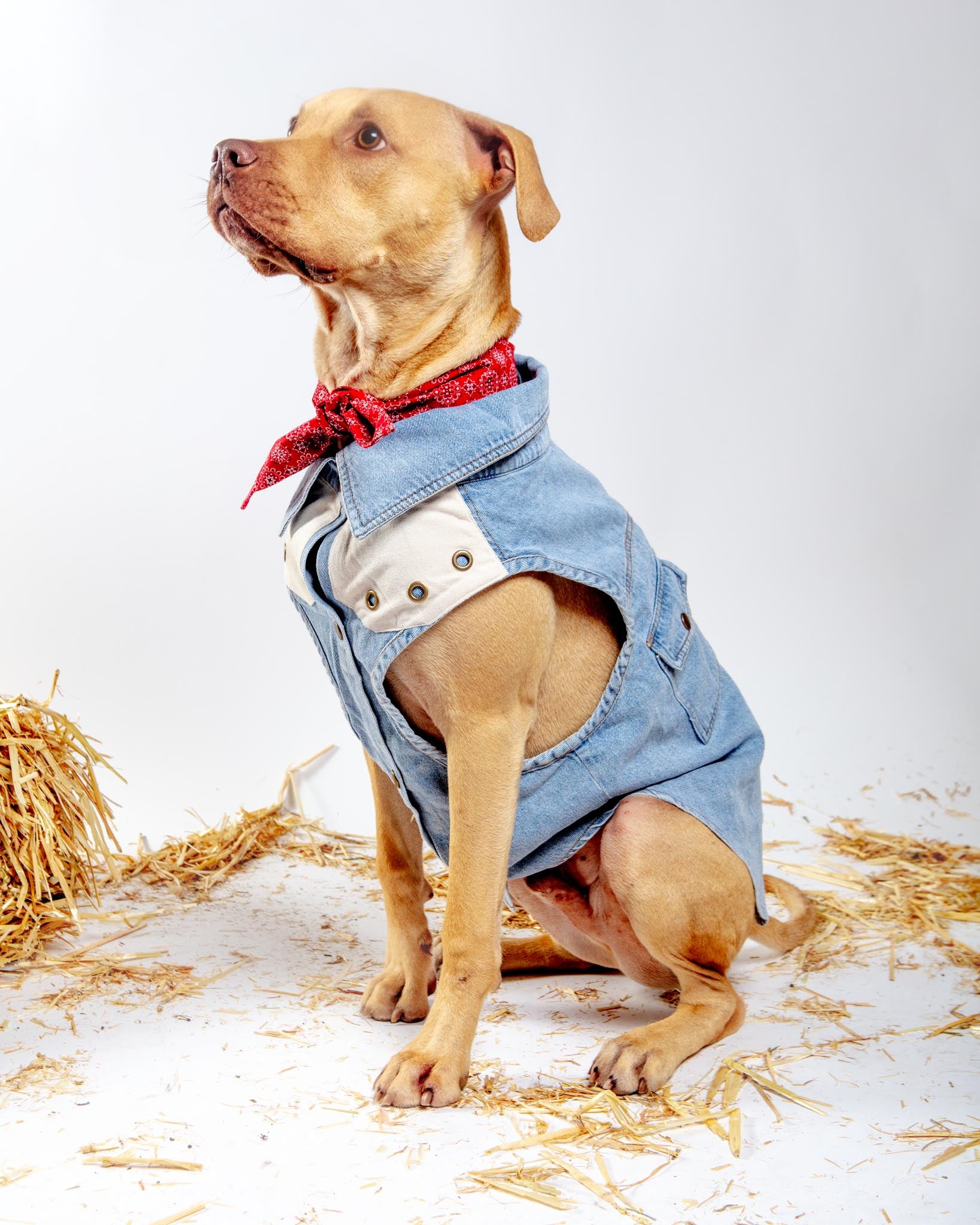 Maverick Denim Dog Shirt