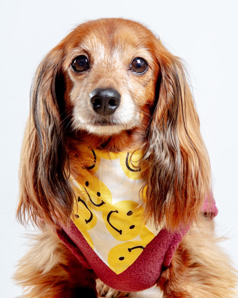 Smile Dog Bandana Wear THE PAWS